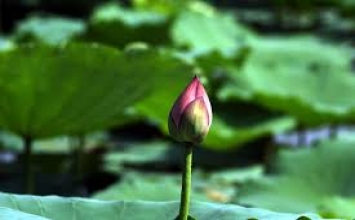 Vị tu sĩ mù